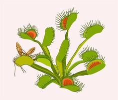 Vênus flytrap. vetor isolado ilustração do brilhante exótico suculento flor.