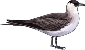 skua ártico parasita-jaeger vetor ilustração