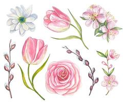 Primavera aguarela conjunto do Rosa rosas, florescendo maçã árvore galhos, tulipas, salgueiro. aguarela vetor