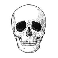 mão desenhado Preto cor scull. gravação estilo vetor ilustração.