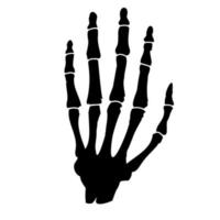 ossos do a humano mão.humana anatomia vetor