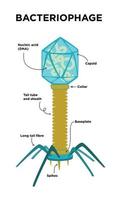 ilustração plana das estruturas e anatomia do bacteriófago.