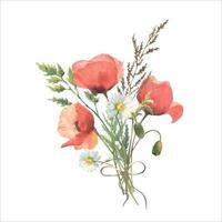 aguarela selvagem flor ramalhete, vermelho papoulas, campo erva e camomila isolado em branco fundo. Boa para cosméticos, medicamento, tratando, aromaterapia, enfermagem, pacote projeto, cartões postais. vetor