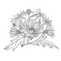 camomila. coleção do mão desenhado flores e plantas. botânica. definir. vintage flores Preto e branco ilustração dentro a estilo do gravuras. vetor