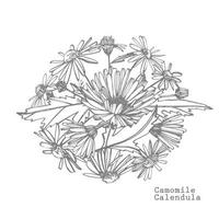 camomila. coleção do mão desenhado flores e plantas. botânica. definir. vintage flores Preto e branco ilustração dentro a estilo do gravuras. vetor