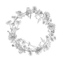 camomila. coleção do mão desenhado flores e plantas. botânica. definir. vintage flores Preto e branco ilustração dentro a estilo do gravuras. vetor