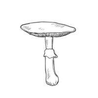 rabisco selvagem agaricus cogumelo. esboço mão desenhado Projeto vetor. vetor