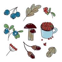 uma conjunto do vetor imagens desenhado de mão, cranberries, cogumelos, uma caneca com bagas, nozes e amoras, folhas em uma branco fundo. adequado para decoração e criatividade, embalagem.