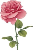 vetor ilustração do uma rosa em a isolado fundo. Rosa flor broto com folhas. presente para dia dos namorados dia, feriado, romance. Primavera ilustração