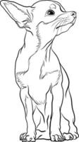 chihuahua filhote de cachorro, pequeno cachorro procriar rabisco estilo vetor linha ilustração