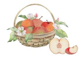 mão desenhado aguarela composição com maçã frutas dentro cesta, com ramo e folhas, maduro, cheio e fatias. isolado em branco fundo. Projeto para parede arte, casamento, imprimir, tecido, cobrir, cartão. vetor