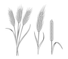 ilustrações de talos de trigo vetor