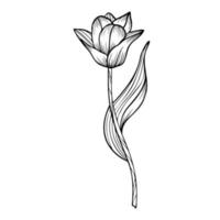 linha arte clipart com tulipa flor vetor