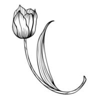 linha arte clipart com tulipa flor vetor