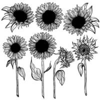 girassol conjunto arte linha flor na ilustração de fundo branco. elementos decorativos de girassol em flor desenhados à mão em vetor