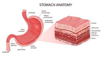 estômago anatomia educacional infográfico Incluindo serosa e músculo camadas estrutura. vetor