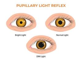 pupila luz reflexo plr ou fotopupilar reflexo vetor