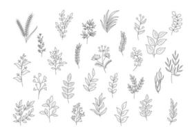 conjunto floral de elementos botânicos desenhados à mão. vetor