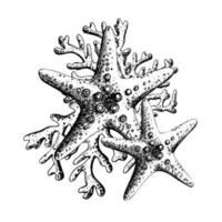 estrelas do mar com corais, isolado composição em branco fundo mão desenhado dentro gráfico estilo. eps vetor ilustração. para impressões, cartazes, cartões, adesivos.