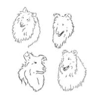 cão collie áspero isolado no fundo branco. ilustração vetorial. ilustração de desenho vetorial collie em fundo branco vetor