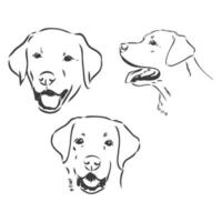 imagem vetorial de um cão labrador em fundo branco. desenho vetorial de labrador em um fundo branco