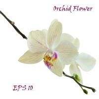 branco isolado orquídea flor vetor