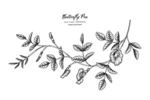 ervilhas borboleta flor e folha mão desenhada ilustração botânica com arte de linha. vetor