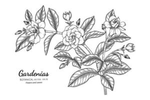 gardênias flor e folha desenhadas à mão ilustração botânica com arte de linha. vetor