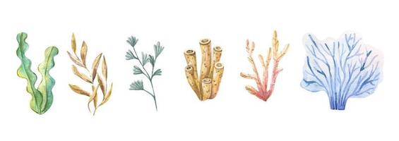 algas marinhas definir. embaixo da agua plantas. aguarela ilustração. oceano. algas marinhas algas, coral recife Projeto elemento. aquário plantas silhuetas vetor