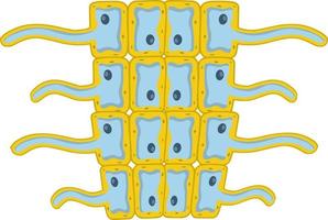 células do vivo coisas. biologia e raiz do a plantar debaixo uma microscópio. científico modelo para Educação. desenho animado ilustração vetor