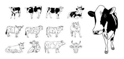 vaca isolada no branco, ilustração vetorial desenhada à mão. vetor