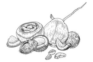 meia concha inteira e carne de coco ilustração vetorial desenhada à mão vetor