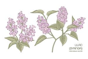 Syringa vulgaris roxa ou ilustrações botânicas de flor lilás comum desenhadas à mão vetor