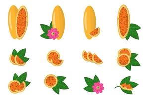 conjunto de ilustrações com frutas exóticas curuba, flores e folhas isoladas em um fundo branco.
