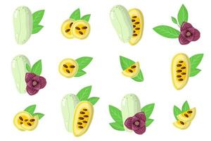 conjunto de ilustrações com frutas exóticas asimina, flores e folhas isoladas em um fundo branco. vetor