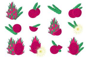 conjunto de ilustrações com frutas exóticas de pitaya vermelha doce, flores e folhas isoladas em um fundo branco. vetor