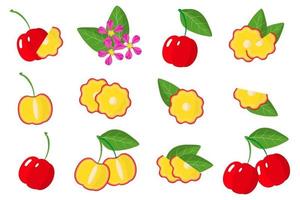conjunto de ilustrações com frutas exóticas acerola, flores e folhas isoladas em um fundo branco. vetor