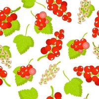 padrão sem emenda de desenho vetorial com costelas rubrum ou frutas exóticas de groselha vermelha, flores e folhas em fundo branco vetor