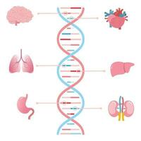 genes associado com diferente humano órgãos científico vetor ilustração