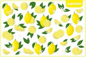 conjunto de ilustrações de desenho vetorial com frutas exóticas de limão, flores e folhas isoladas no fundo branco