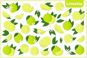 conjunto de ilustrações de desenho vetorial com frutas exóticas limetta, flores e folhas isoladas no fundo branco vetor