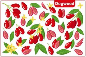 conjunto de ilustrações de desenho vetorial com frutas exóticas de dogwood, flores e folhas isoladas no fundo branco vetor