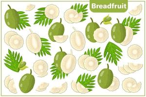 conjunto de ilustrações de desenho vetorial com frutas exóticas de fruta-pão, flores e folhas isoladas no fundo branco vetor