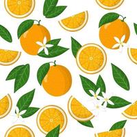 padrão sem emenda de desenho vetorial com frutas cítricas sinensis ou laranja frutas exóticas, flores e folhas em fundo branco vetor