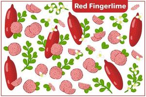 conjunto de ilustrações de desenho vetorial com frutas exóticas de limão vermelho, flores e folhas isoladas no fundo branco vetor