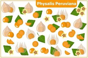 conjunto de ilustrações de desenho vetorial com frutas exóticas Physalis peruviana e flores isoladas no fundo branco vetor