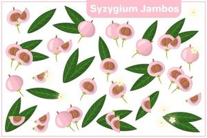 conjunto de ilustrações de desenho vetorial com frutas exóticas de syzygium jambos, flores e folhas isoladas no fundo branco vetor