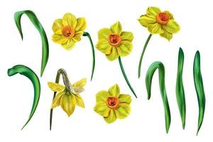 vetor conjunto do floral ilustrações isolado em branco fundo. ramalhete do amarelo narcisos. jardim flores dentro cedo Primavera. clip-art para brilhante feriado cartão, poster, bandeira. mulheres dia.