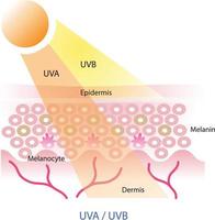 uva e uvb radiação penetrar para dentro a pele camada vetor em branco fundo. uva e uvb raios afeto a pele dentro diferente caminhos.