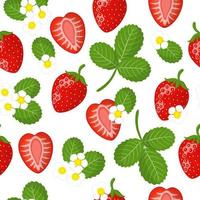 padrão sem emenda de desenho vetorial com frutas exóticas de morango de jardim vermelho, flores e folhas em fundo branco